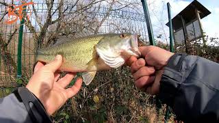 black bass en hivers