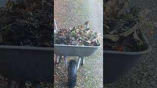 Blobby Bobby robin's neighbour kept popping on top of the leaves in the wheelbarrow...