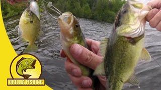 Caught Everything But Northern Pike on Canal Lake