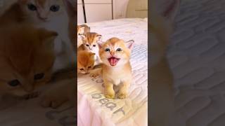 Cutie Kittens Meowing.💕😻 #meow #cute #kitten #cat