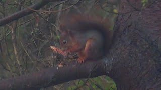 Squirrel eating a pine cone