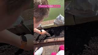 Planting tulips so it grows next year in spring around april-june💐 #shorts #shortsvideo