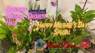 Part 2: Unboxing Carmela Orchids Happy Mother’s Day Special