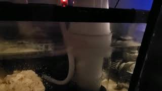 First ever protein skimmer! The new tank deserves it!