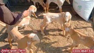 Top quality pure makhi cheeni goats kids | مکھی چینی بکریوں کے بچے | goats breeding farm