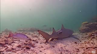 Sleepy Lemon Shark