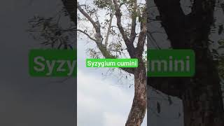 Syzygium Cumini