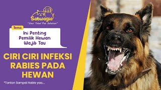 Ini Dia Ciri Ciri Infeksi Rabies Pada Hewan Pawrentss