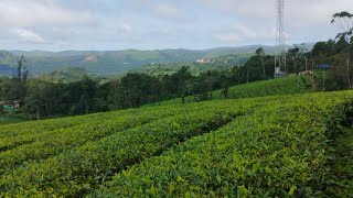 വാഗമണ്ണിൽ തേയിലത്തോട്ടം വിൽപനക്ക് | Tea Plantation for sale in Vagamon. #keralarealestate #vagamon