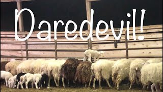 There’s always one lamb daredevil | Lambing results vlog 587