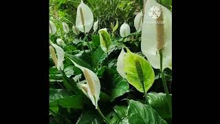 PEACE LILY #shorts #shortvideo #lily #peacelily