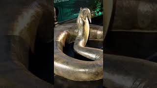 CURIOSIDADES SOBRE A TITANOBOA, A COBRA GIGANTE BRASILEIRA! #shorts