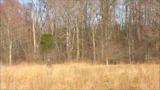 The African Hawk Eagle (Aquila spilogastra) catching pheasant