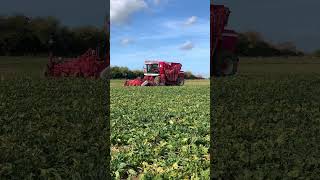 Vervaet sugar beet harvesting with a JCB Fastrac #sugarbeetharvest #farming