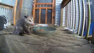 Young Wilma The Possum Comes For Lunch