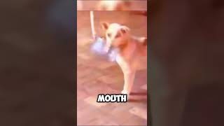 Smart Puppy Learns To Survive In The Streets