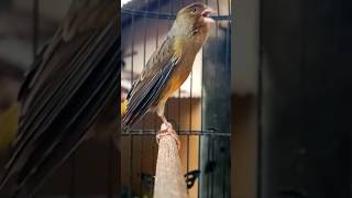 canary sounds to train young canaries