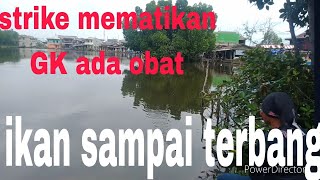 strike tiada henti..ikan sampai terbang@angler amatira30