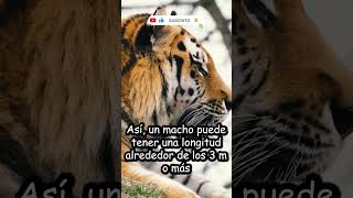 ¿ES EL TIGRE EL FELINO MÁS GRANDE? #shorts