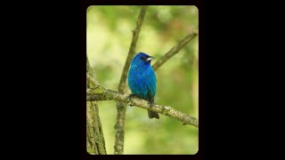 Indigo Bunting Song- Bird Sounds Identification