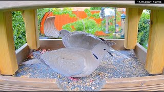 Bird Table Webcam in Sheffield, England (Live at 4K / 60fps).