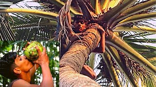 #Brave BOY!! Climb a Coconut Tree Alone Drink Green coconut water |Oh My GOD!Hungry Boy Drinks That!