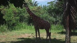 giraffe | African mammal |