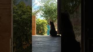 Gatinho na porta olhando a paisagem