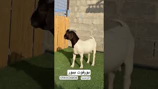 فحل بورقوت صنف