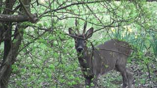 Spring has sprung - Deer and daffodils in a wildlife garden in sunny Stroud, Gloucestershire.