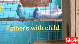 Awesome second clutch Budgies with there eggs and chicks