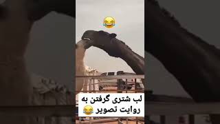 اموزش لب شتری گرفتن 🤣🤣🤣🤣🤣 #viral #viralshort #viralvideos #funnyshorts #funnyvideo #emirates