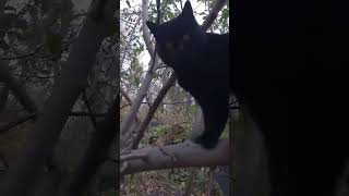 🌳 Кошачьи приключения: как наши хвостатые завоёвывают сад! 🐾