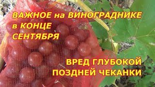 ВАЖНО ДЛЯ винограда В КОНЦЕ СЕНТЯБРЯ. ВРЕД ГЛУБОКОЙ ПОЗДНЕЙ ЧЕКАНКИ