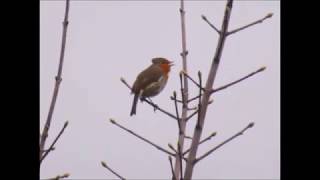 A Hundred and One Robins Dec 2018