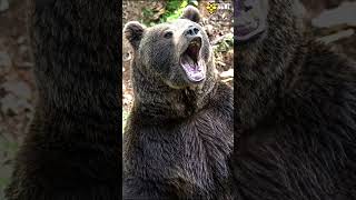 Don't mess with the Brown Bear | Discover with sabi