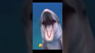 laughing dolphins