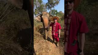 elephant rescue park #shorttravel #travelvlog #thailandtravel #elephant #rescue