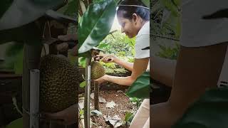 Vietnam Super Early Jackfruit harvest. ഒക്ടോബർ മാസവും ചക്ക കിട്ടും. വിയറ്റ്നാം സൂപ്പർ ഏർലി.