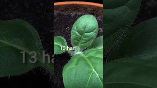 menanam benih tembakau #timelapse #tanaman #tembakau #tobacco