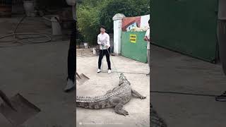 Crocodile farm skillful Chinese girl مربية التماسيح الاولي في الصين