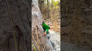 Beautiful #parrots gets out of a tree