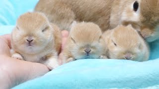 ただただかわいい三つ子の動画