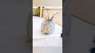 various bunnies#youtubeshorts #animal #bunny #farming #love