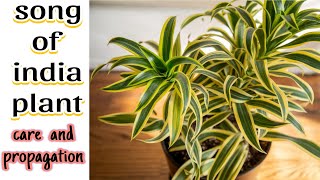 Song of india / Dracaena reflexa plant care| howto make dracaena plant bushy |grow with cuttings