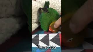 Parrot get Massaged - Relaxing #Shorts