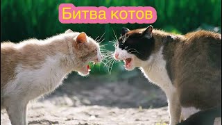 Битва котов. #кот #кошка #драка