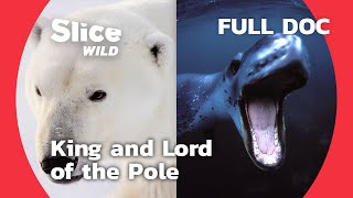 Hunting and Survival of Large Northern Predators | SLICE WILD | FULL DOC