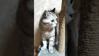 Иностранный кот о русских салатах #юмор #смешнойкот #cat #смешныекоты #приколы #shorts #анекдоты