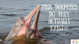 Pink Dolphins Do they actually Exist?? #sciencefacts #science #weirdanimals #weirdanimalfacts